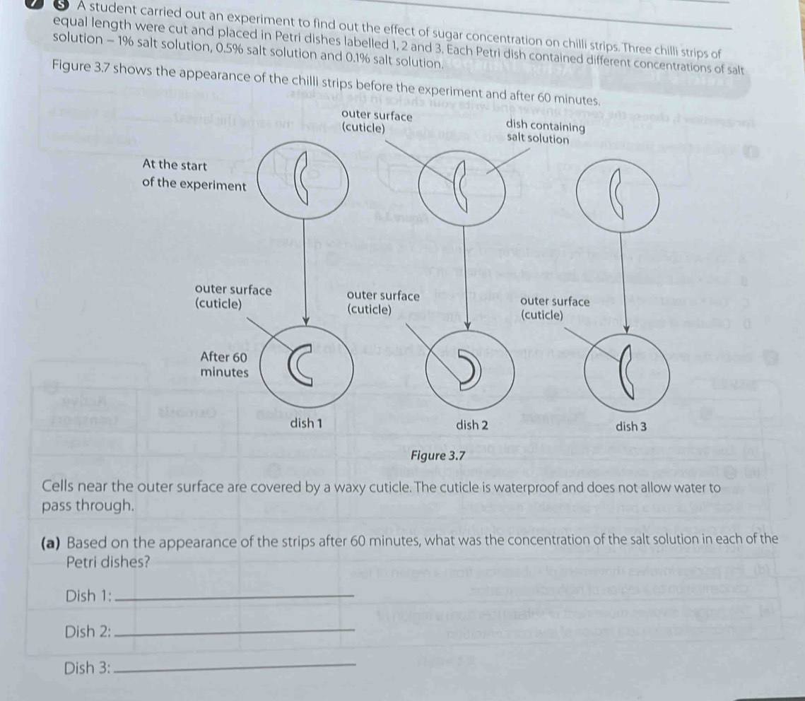 A student carried out an experiment to find out the effect of sugar concentration on chilli strips. Three chilli strips of 
equal length were cut and placed in Petri dishes labelled 1, 2 and 3. Each Petri dish contained different concentrations of salt 
solution - 1% salt solution, 0.5% salt solution and 0.1% salt solution. 
Figure 3.7 shows the appearance of the chilli strips before the experiment and 
Cells near the outer surface are covered by a waxy cuticle. The cuticle is waterproof and does not allow water to 
pass through. 
(a) Based on the appearance of the strips after 60 minutes, what was the concentration of the salt solution in each of the 
Petri dishes? 
Dish 1:_ 
Dish 2:_ 
Dish 3:_