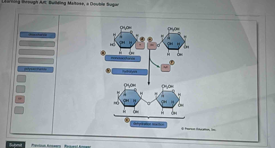 Learning through Art: Building Maltose, a Double Sugar
disacchande 
polysaccharide 
∞
© Pearson Education, Inc.
Submit Previous Answers Reauest Answer