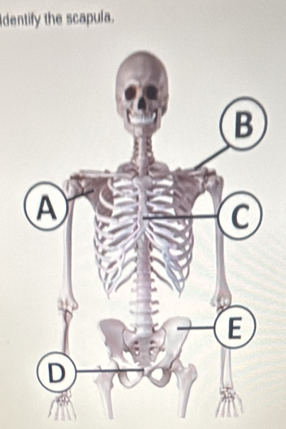 dentify the scapula.