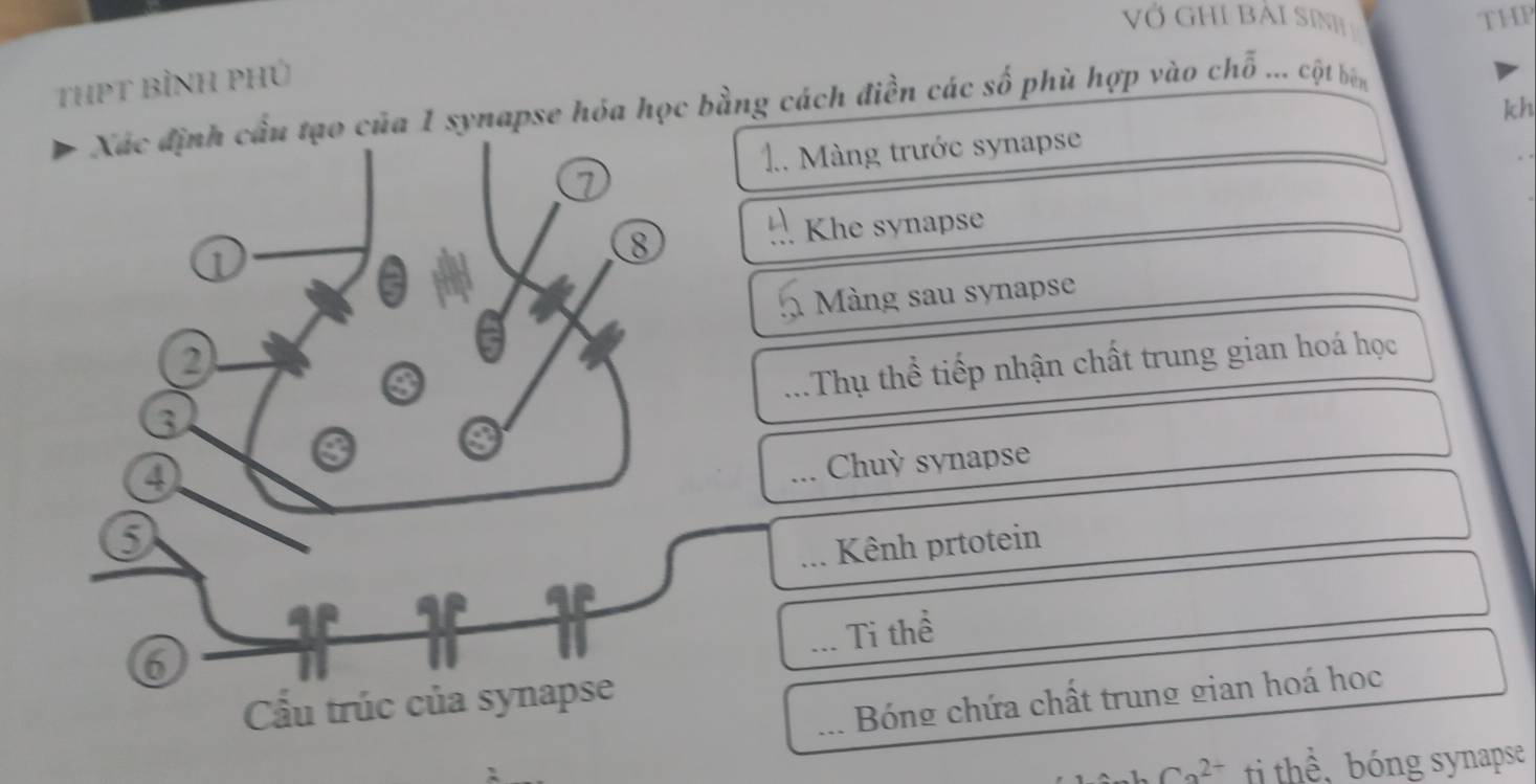 THP 
ThHPT bìNH PHủ 
kh 
của 1 synapse hóa học bằng cách điền các số phù hợp vào chỗ ... cột bên 
_ 
. Màng trước synapse 
Khe synapse 
Màng sau synapse 
Thụ thể tiếp nhận chất trung gian hoá học 
_Chuỳ synapse 
_Kênh prtotein 
_Ti thể 
_ Bóng chứa chất trung gian hoá học
Ca^(2+) ti thể,bóng synapse