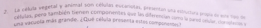 La célula vegetal y animal son células eucariotas, presentan una estructura propia de este tipo de 
células, pero también tienen componentes que las diferencian como la pared celular, cloroblastos y 
una vacuola más grande. ¿Qué célula presenta estos componentes?