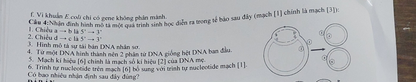 f. Vi khuẩn E.coli chỉ có gene không phân mảnh.
Câu 4:Nhận đình hình mỗ tả một quá trình sinh học diễn ra trong tế bào sau đây (mạch [1] chính là mạch [3]):
1. Chiều a → b là 5^,to 3^,
2. Chiều d → c là 5^,to 3^,
3. Hình mô tả sự tái bản DNA nhân sơ.
4. Từ một DNA hình thành nên 2 phân tử DNA giống hệt DNA ban đầu.
5. Mạch kí hiệu [6] chính là mạch số kí hiệu [2] của DNA mẹ.
6. Trình tự nucleotide trên mạch [6] bổ sung với trình tự nucleotide mạch [1].
Có bao nhiêu nhận định sau đây đúng?