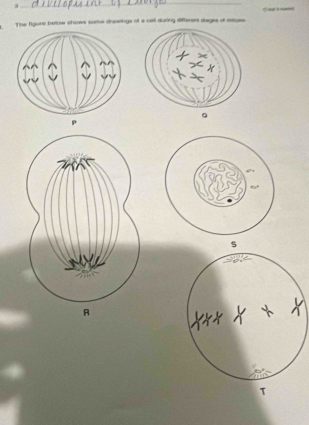 Cags surg 
a The figure below shows some drawings of a cell during differers stagss of eisces 
。 
P 
S