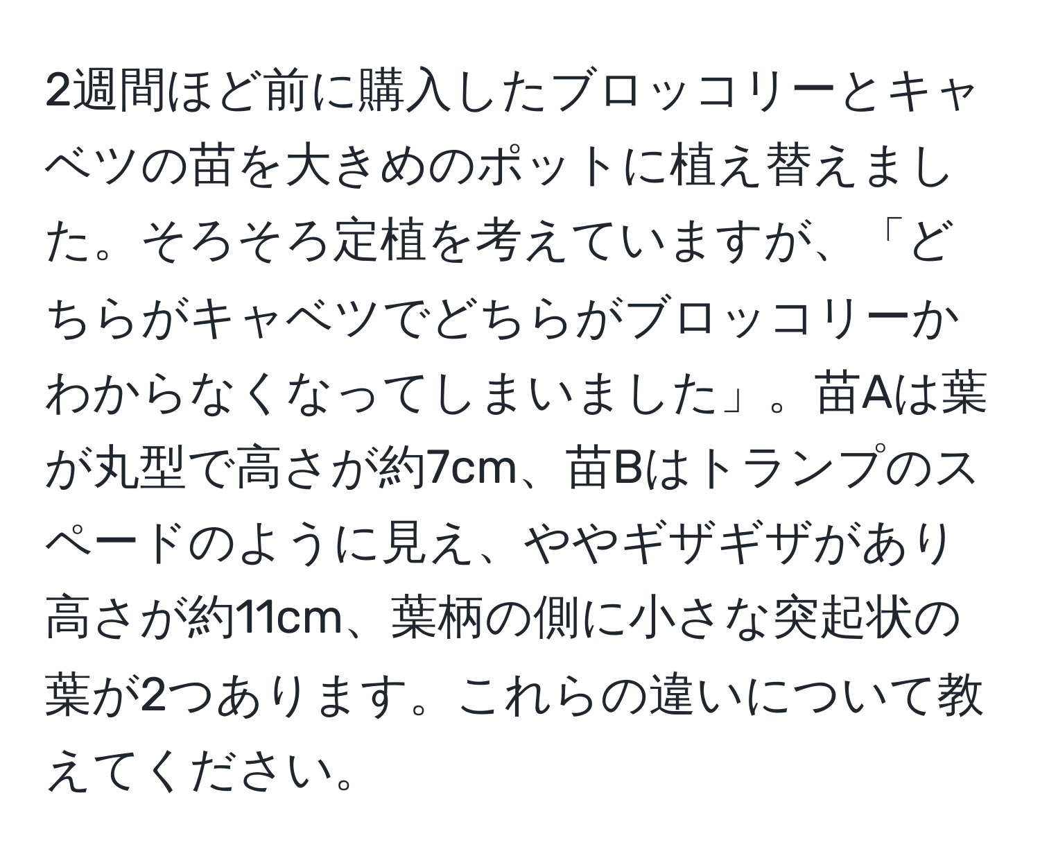 2週間ほど前に購入したブロッコリーとキャベツの苗を大きめのポットに植え替えました。そろそろ定植を考えていますが、「どちらがキャベツでどちらがブロッコリーかわからなくなってしまいました」。苗Aは葉が丸型で高さが約7cm、苗Bはトランプのスペードのように見え、ややギザギザがあり高さが約11cm、葉柄の側に小さな突起状の葉が2つあります。これらの違いについて教えてください。