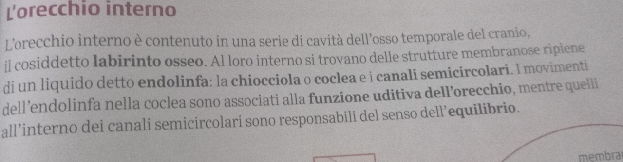 Lorecchio interno 
L’orecchio interno è contenuto in una serie di cavità dell’osso temporale del cranio, 
il cosiddetto labirinto osseo. Al loro interno si trovano delle strutture membranose ripiene 
di un liquido detto endolinfa: la chiocciola o coclea e i canali semicircolari. I movimenti 
dell’endolinfa nella coclea sono associati alla funzione uditiva dell’orecchio, mentre quelli 
all’interno dei canali semicircolari sono responsabili del senso dell’equilibrio. 
membra