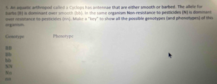 An aquatic arthropod called a Cyclops has antennae that are either smooth or barbed. The allele for
harbs (B) is dominant over smooth (bb). In the same organism Non-resistance to pesticides (N) is dominant
over resistance to pesticides (nn). Make a "key" to show all the possible genotypes (and phenotypes) of this
organism.
Genotype Phenotype
BB
Bb
bb
NN
N n
nn