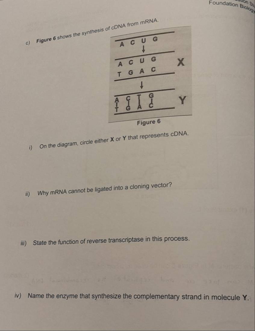Sion Su 
Foundation Biolog 
c) Figure 6 shows the synthesis of cDNA from mRNA 
i) On the diagram, circle either X or Y that represents cDNA. 
ii) Why mRNA cannot be ligated into a cloning vector? 
iii) State the function of reverse transcriptase in this process. 
iv) Name the enzyme that synthesize the complementary strand in molecule Y.