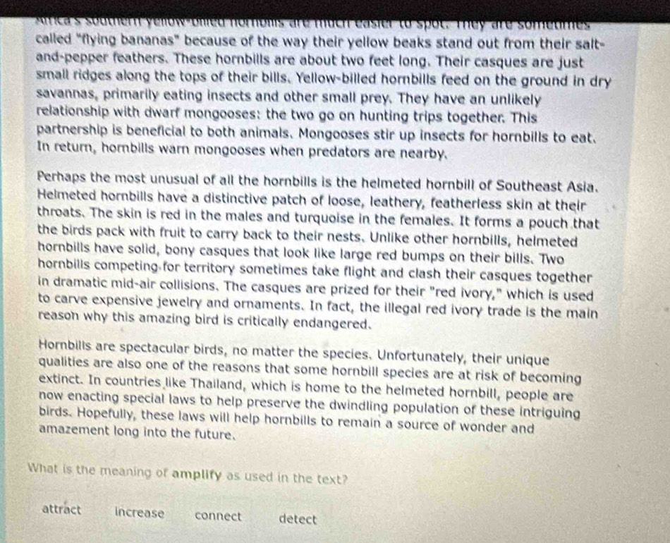 Amica's southern yellow-oled nomblis are much easier to spot. They are sometimes 
called “flying bananas” because of the way their yellow beaks stand out from their salt- 
and-pepper feathers. These hornbills are about two feet long. Their casques are just 
small ridges along the tops of their bills. Yellow-billed hornbills feed on the ground in dry 
savannas, primarily eating insects and other small prey. They have an unlikely 
relationship with dwarf mongooses: the two go on hunting trips together. This 
partnership is beneficial to both animals. Mongooses stir up insects for hornbills to eat. 
In return, hornbills warn mongooses when predators are nearby. 
Perhaps the most unusual of all the hornbills is the helmeted hornbill of Southeast Asia. 
Helmeted hornbills have a distinctive patch of loose, leathery, featherless skin at their 
throats. The skin is red in the males and turquoise in the females. It forms a pouch that 
the birds pack with fruit to carry back to their nests. Unlike other hornbills, helmeted 
hornbills have solid, bony casques that look like large red bumps on their bills. Two 
hornbills competing for territory sometimes take flight and clash their casques together 
in dramatic mid-air collisions. The casques are prized for their "red ivory," which is used 
to carve expensive jewelry and ornaments. In fact, the illegal red ivory trade is the main 
reason why this amazing bird is critically endangered. 
Hornbills are spectacular birds, no matter the species. Unfortunately, their unique 
qualities are also one of the reasons that some hornbill species are at risk of becoming 
extinct. In countries like Thailand, which is home to the helmeted hornbill, people are 
now enacting special laws to help preserve the dwindling population of these intriguing 
birds. Hopefully, these laws will help hornbills to remain a source of wonder and 
amazement long into the future. 
What is the meaning of amplify as used in the text? 
attract increase connect detect