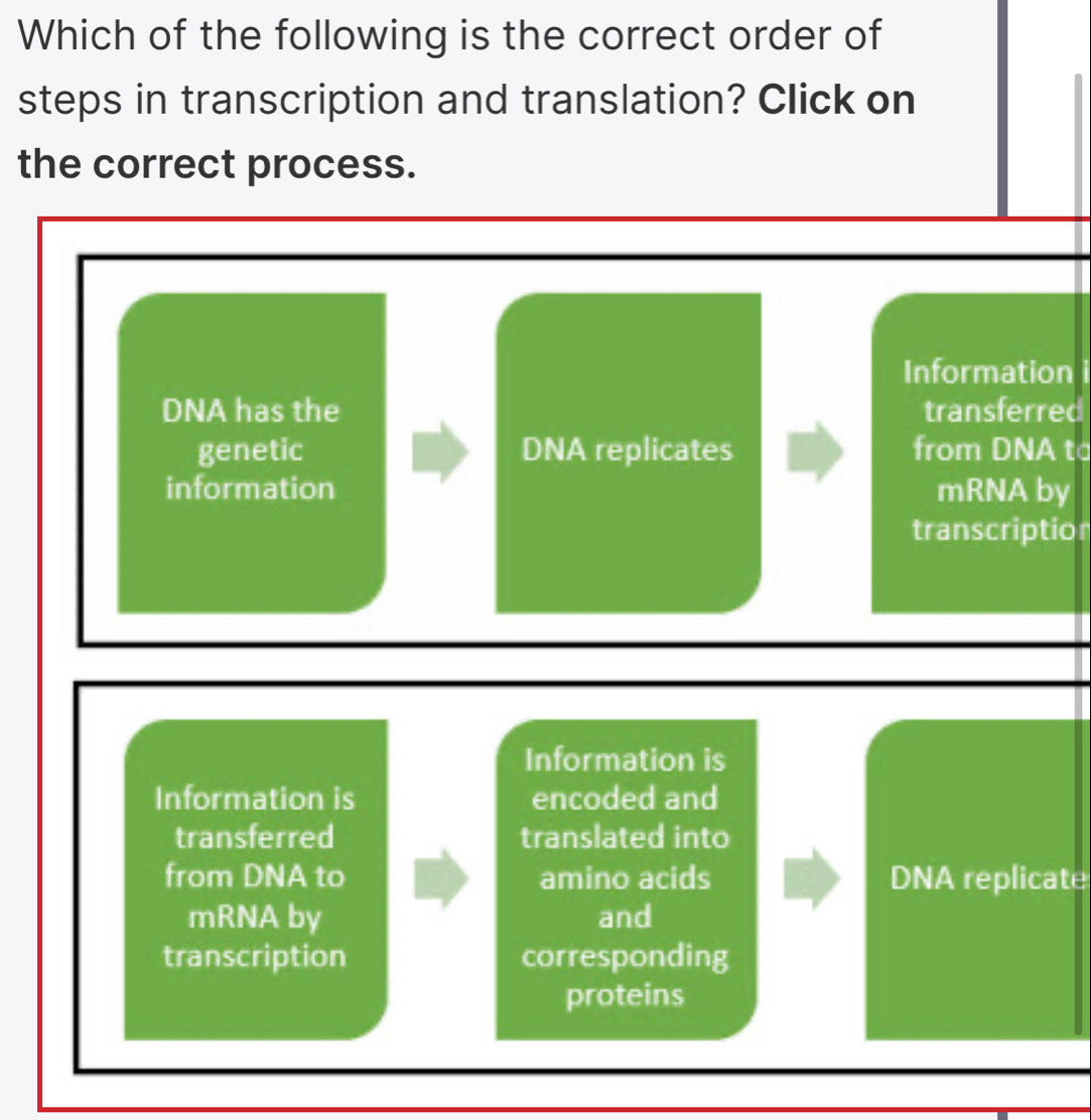 Which of the following is the correct order of 
steps in transcription and translation? Click on 
the correct process. 
Information 
DNA has the transferred 
genetic DNA replicates from DNA to 
information mRNA by 
transcriptior 
Information is 
Information is encoded and 
transferred translated into 
from DNA to amino acids DNA replicate 
mRNA by and 
transcription corresponding 
proteins