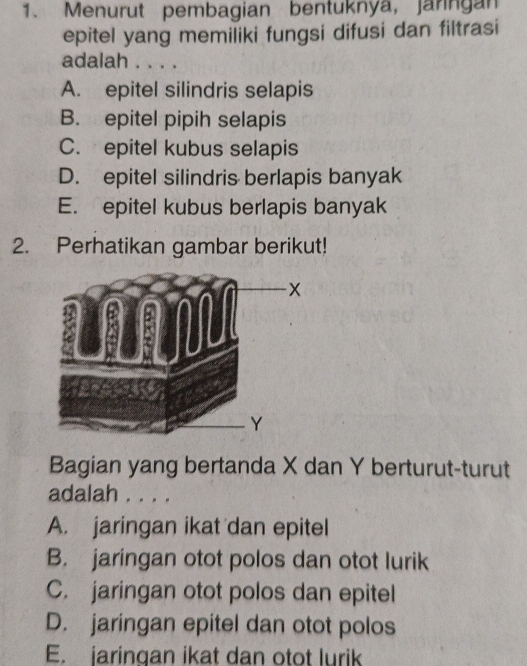 Menurut pembagian bentuknya, Jaringan
epitel yang memiliki fungsi difusi dan filtrasi
adalah . . . .
A. epitel silindris selapis
B. epitel pipih selapis
C. epitel kubus selapis
D. epitel silindris berlapis banyak
E. epitel kubus berlapis banyak
2. Perhatikan gambar berikut!
Bagian yang bertanda X dan Y berturut-turut
adalah . . . .
A. jaringan ikat dan epitel
B. jaringan otot polos dan otot lurik
C. jaringan otot polos dan epitel
D. jaringan epitel dan otot polos
E. jaringan ikat dan otot lurik