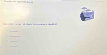 Examine the organism shown.
Inim which energy role should the organism be classified?
contumo

prodveen
aengh