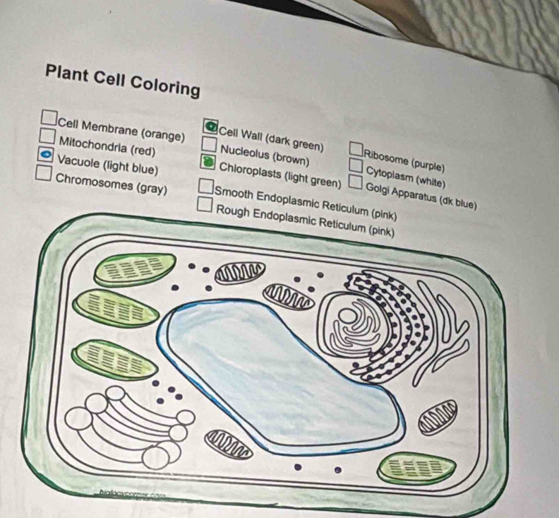 Plant Cell Coloring 
Cell Membrane (orange) 
Mitochondria (red) Nucleolus (brown) 
* Cell Wall (dark green) Ribosome (purple) Cytoplasm (white) 
Vacuole (light blue) Chloroplasts (light green) Golgi Apparatus (d 
Chromosomes (gray) Smooth Endoplasmic Reticulum (pink)