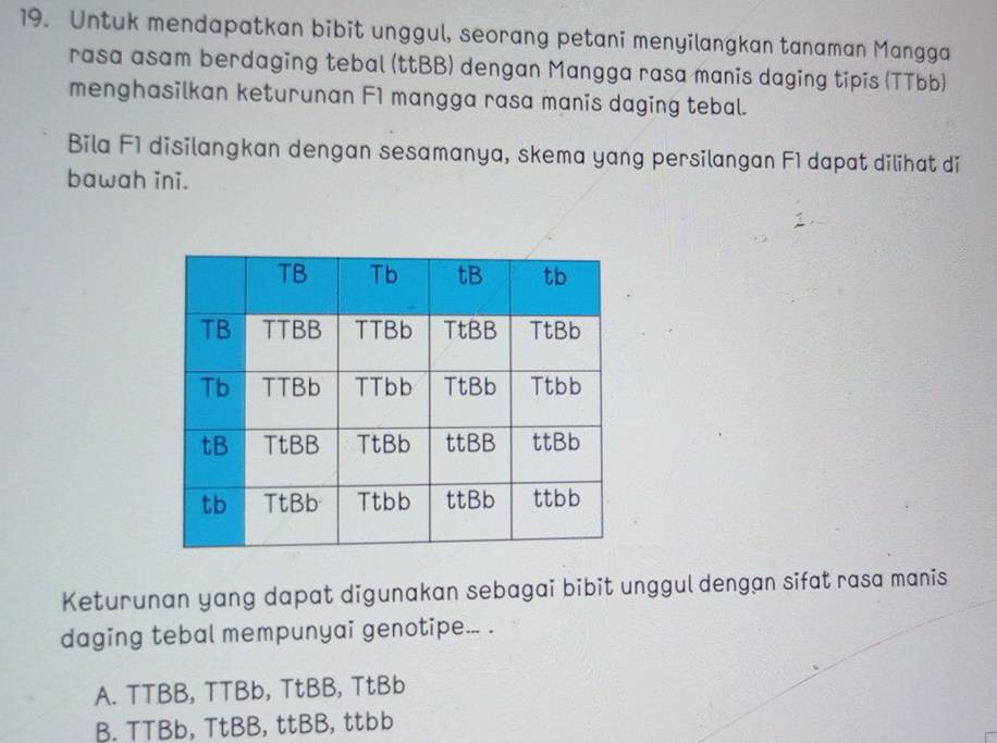 Untuk mendapatkan bibit unggul, seorang petani menyilangkan tanaman Mangga
rasa asam berdaging tebal (ttBB) dengan Mangga rasa manis daging tipis (TTbb)
menghasilkan keturunan F1 mangga rasa manis daging tebal.
Bila F1 disilangkan dengan sesamanya, skema yang persilangan F1 dapat dilihat di
bawah ini.
Keturunan yang dapat digunakan sebagai bibit unggul dengan sifat rasa manis
daging tebal mempunyai genotipe... .
A. TTBB, TTBb, TtBB, TtBb
B. TTBb, TtBB, ttBB, ttbb