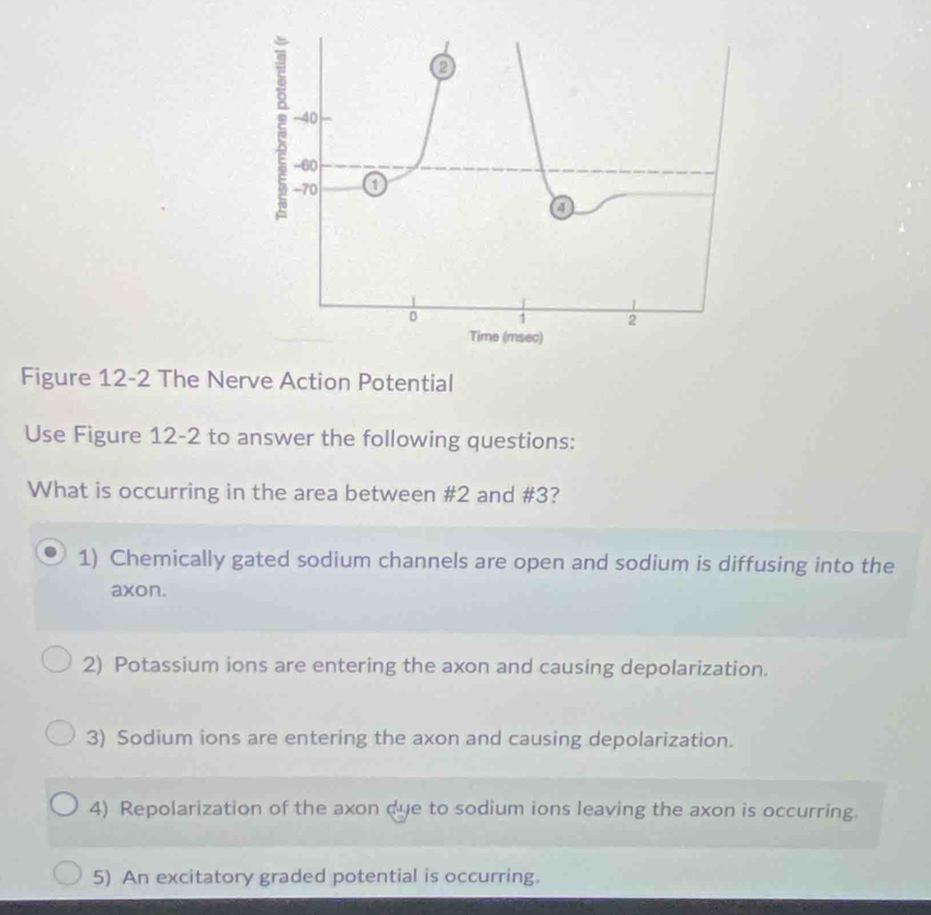 -40
-60
+70
0 1 2
Time (msec)
Figure 12-2 The Nerve Action Potential
Use Figure 12-2 to answer the following questions:
What is occurring in the area between #2 and #3?
1) Chemically gated sodium channels are open and sodium is diffusing into the
axon.
2) Potassium ions are entering the axon and causing depolarization.
3) Sodium ions are entering the axon and causing depolarization.
4) Repolarization of the axon dye to sodium ions leaving the axon is occurring.
5) An excitatory graded potential is occurring.