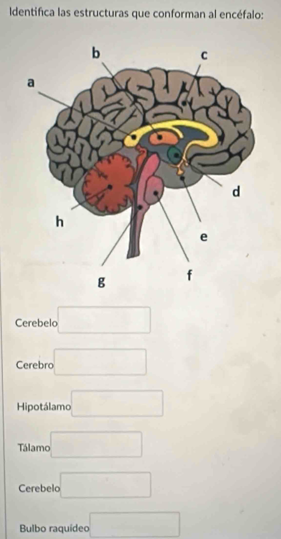 Identifica las estructuras que conforman al encéfalo: 
Cerebelo □ 
Cerebro □ 
Hipotálamo □ 
Tálamo □ 
Cerebelo □ 
Bulbo raquídeo □