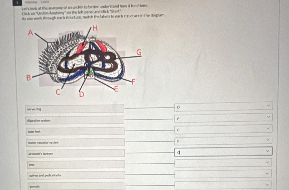 、
Let's look at the anatomy of an urchin to better understand how it functions.
Click on "Urchin Anatomy" on the left panel and click "Start"
As you work through each structure, match the labels to each structure in the diagram.
nerve ring
D
digestive system F
tibe feet
C
water vascular system E
aristatle's lantern q
test
spines and pedicellaria
gonads