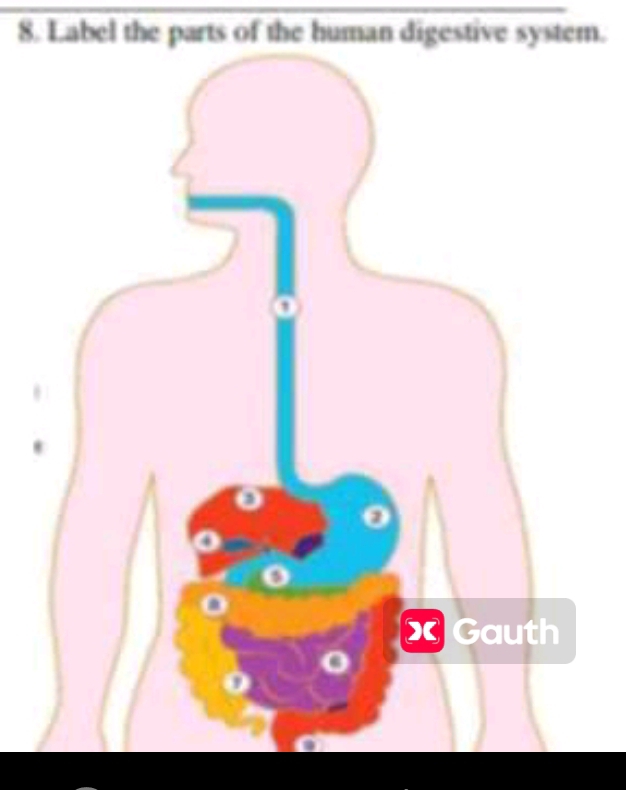 Label the parts of the human digestive system.