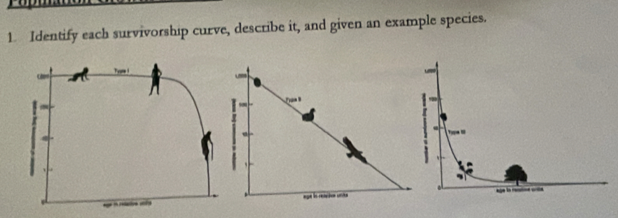 Identify each survivorship curve, describe it, and given an example species.