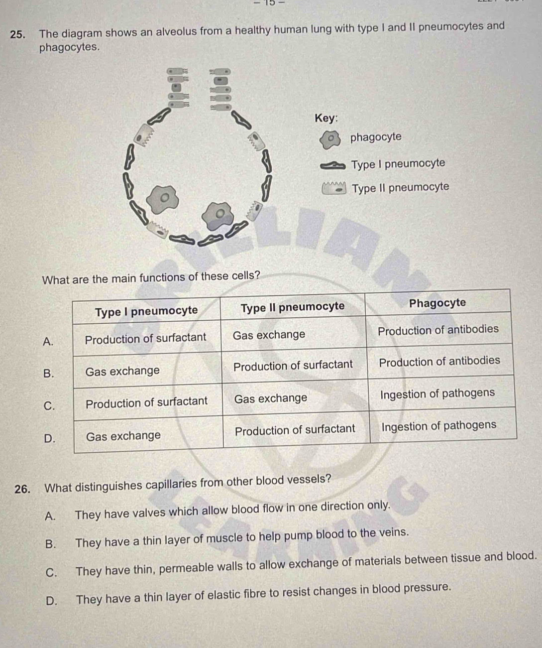 − 15 −
25. The diagram shows an alveolus from a healthy human lung with type I and II pneumocytes and
phagocytes.
What are the main functions of these cells?
26. What distinguishes capillaries from other blood vessels?
A. They have valves which allow blood flow in one direction only.
B. They have a thin layer of muscle to help pump blood to the veins.
C. They have thin, permeable walls to allow exchange of materials between tissue and blood.
D. They have a thin layer of elastic fibre to resist changes in blood pressure.