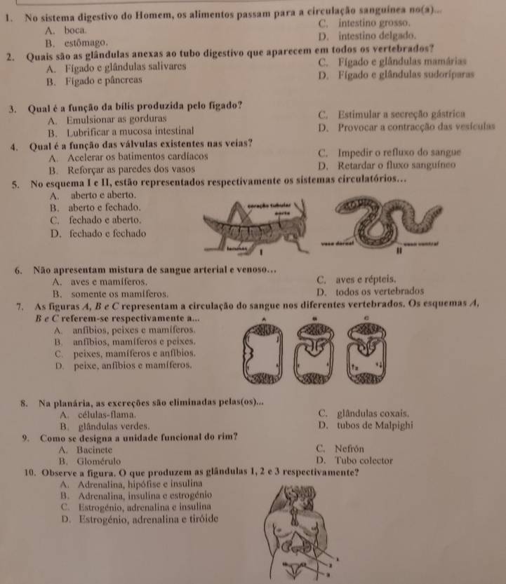 No sistema digestivo do Homem, os alimentos passam para a circulação sanguínea no(a)...
A. boca. C. intestino grosso.
B. estômago. D. intestino delgado.
2. Quais são as glândulas anexas ao tubo digestivo que aparecem em todos os vertebrados?
A. Fígado e glândulas salivares C. Fígado e glândulas mamárias
B. Figado e pâncreas D. Figado e glândulas sudoríparas
3. Qual é a função da bílis produzida pelo fígado?
A. Emulsionar as gorduras C. Estimular a secreção gástrica
B. Lubrificar a mucosa intestinal D. Provocar a contracção das vesículas
4. Qual é a função das válvulas existentes nas veias?
A. Acelerar os batimentos cardíacos C. Impedir o refluxo do sangue
B. Reforçar as paredes dos vasos D. Retardar o fluxo sanguíneo
5. No esquema I e II, estão representados respectivamente os sistemas circulatórios...
A. aberto e aberto.
B. aberto e fechado.
C. fechado e aberto.
D. fechado e fechado
6. Não apresentam mistura de sangue arterial e venoso…
A. aves e mamíferos. C. aves e répteis.
B. somente os mamiferos. D. todos os vertebrados
7. As figuras A, B e C representam a circulação do sangue nos diferentes vertebrados. Os esquemas A,
B c C referem-se respectivamente a...
A. anfibios, peixes e mamíferos.
B. anfíbios, mamíferos e peixes.
C. peixes, mamíferos e anfíbios.
D. peixe, anfibios e mamíferos,
8. Na planária, as excreções são eliminadas pelas(os)...
A. células-flama. C. glândulas coxais.
B. glândulas verdes. D. tubos de Malpighi
9. Como se designa a unidade funcional do rim?
A. Bacinete C. Nefrón
B. Glomérulo D. Tubo colector
10. Observe a figura. O que produzem as glândulas 1, 2 e 3 respectivamente?
A. Adrenalina, hipófise e insulina
B. Adrenalina, insulina e estrogénio
C. Estrogénio, adrenalina e insulina
D. Estrogénio, adrenalina e tiróide
.