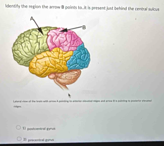 ldentify the region the arrow B points to..it is present just behind the central sulcus 
Lateral view of the brain with arrow A pointing to anterior elevated ridges and arrow B is pointing to posterior elevated 
ridges. 
1) postcentral gyrus 
2) precentral gyrus