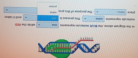 In the diagram above, the BLUE molecule represents DNA while the RED 
molecule represents mRNA . This process is ONA and it takes 
place Select.. . The purpose of this pro mRNA 
protein