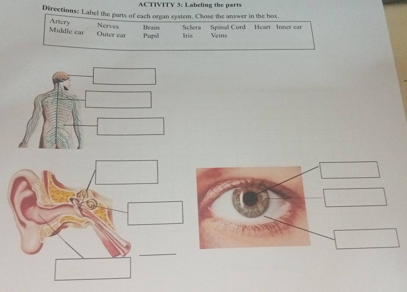 Solved: ACTIVITY 3: Labeling the parts Directions: Label the parts of ...