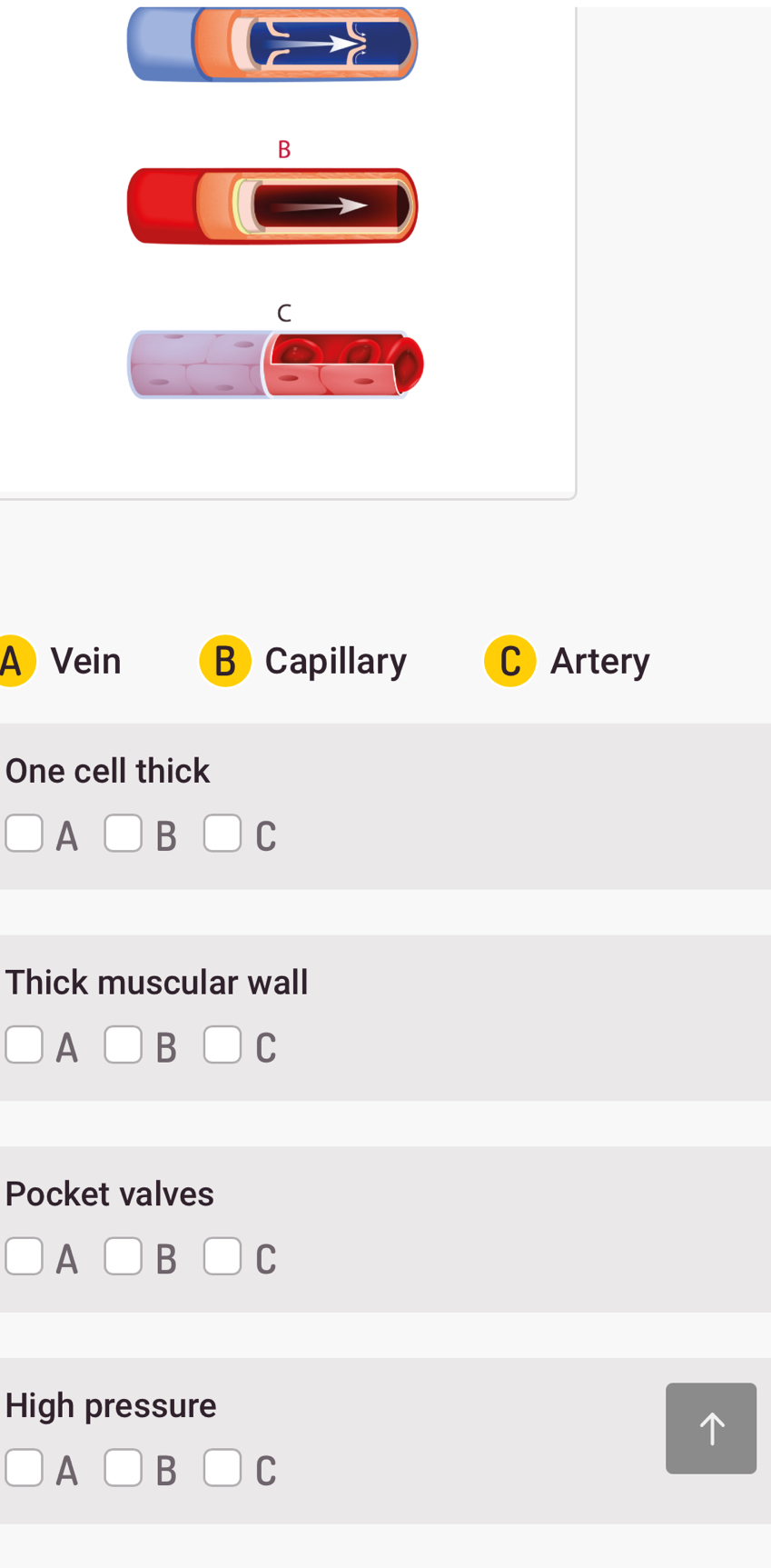 B
C
A Vein B Capillary C Artery
One cell thick
A
Thick muscular wall
A
Pocket valves
A
C
High pressure
A
C