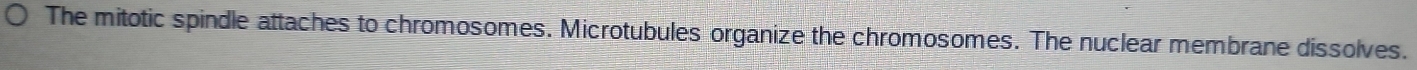 The mitotic spindle attaches to chromosomes. Microtubules organize the chromosomes. The nuclear membrane dissolves.