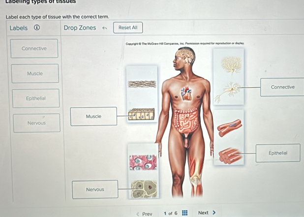 Solved: Labeling types of tissues Label each type of tissue with the ...