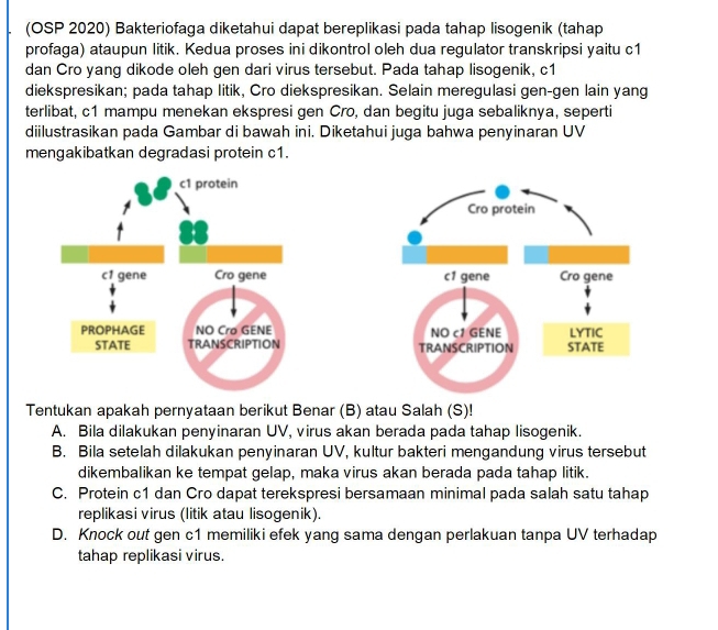 (OSP 2020) Bakteriofaga diketahui dapat bereplikasi pada tahap lisogenik (tahap
profaga) ataupun litik. Kedua proses ini dikontrol oleh dua regulator transkripsi yaitu c1
dan Cro yang dikode oleh gen dari virus tersebut. Pada tahap lisogenik, c1
diekspresikan; pada tahap litik, Cro diekspresikan. Selain meregulasi gen-gen lain yang
terlibat, c1 mampu menekan ekspresi gen Cro, dan begitu juga sebaliknya, seperti
diilustrasikan pada Gambar di bawah ini. Diketahui juga bahwa penyinaran UV
mengakibatkan degradasi protein c1.



Tentukan apakah pernyataan berikut Benar (B) atau Salah (S)!
A. Bila dilakukan penyinaran UV, virus akan berada pada tahap lisogenik.
B. Bila setelah dilakukan penyinaran UV, kultur bakteri mengandung virus tersebut
dikembalikan ke tempat gelap, maka virus akan berada pada tahap litik.
C. Protein c1 dan Cro dapat terekspresi bersamaan minimal pada salah satu tahap
replikasi virus (litik atau lisogenik).
D. Knock out gen c1 memiliki efek yang sama dengan perlakuan tanpa UV terhadap
tahap replikasi virus.