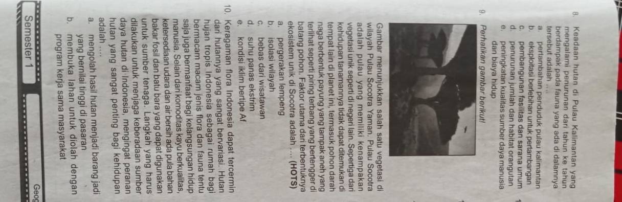 Keadaan hutan di Pulau Kalimantan yang
mengalami penurunan dari tahun ke tahun
berdampak pada fauna yang ada di dalamnya
tersebut adalah
a. pertambahan penduduk pulau kalimantan
b. eksploitasi berlebihan untuk pertambangan
c. pembangunan fasilitas dan sarana umum
d. penurunan jumlah dan habitat orangutan
e. peningkatan kualitas sumber daya manusia
dan biaya hidup
9. Perhatikan gambar berikut!
Gambar menunjukkan salah satu vegetasi di
wilayah Pulau Socotra Yaman. Pulau Socotra
adalah pulau yang memiliki kenampakan
vegetasi unik seperti di negeri lain. Sepertiga dari
kehidupan tanamannya tidak dapat ditemukan di
tempat lain di planet ini, termasuk pohon darah
naga berbentuk payung yang tampak aneh yang
terlihat seperti piring terbang yang bertengger di
batang pohon. Faktor utama dari terbentuknya
ekosistem unik di Socotra adalah .... (HOTS)
a. pergerakan lempeng
b. isolasi wilayah
c. bebas dari wisatawan
d. suhu panas ekstrim
e. kondisi iklim bertipe Af
10. Keragaman flora Indonesia dapat tercermin
dari hutannya yang sangat bervariasi. Hutan
hujan tropis Indonesia sebagai rumah bagi
bermacam macam jenis flora dan fauna tentu
saja juga bermanfaat bagi kelangsungan hidup
manusia. Selain dari komoditas kayu berkualitas,
ketersediaan udara dan air bersih ada pula bahan
bakar fosil dan batu bara yang dapat digunakan
untuk sumber tenaga. Langkah yang harus
dilakukan untuk menjaga keberadaan sumber
daya hutan di Indonesia, mengingat peranan
hutan yang sangat penting bagi kehidupan
adalah ...
a. mengolah hasil hutan menjadi barang jadi
yang bernilai tinggi di pasaran
b. membuka lahan untuk diolah dengan
program kerja sama masyarakat
Geog
Semester 1