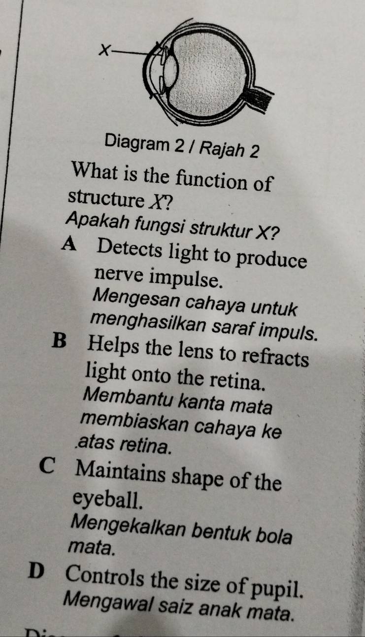 Diagram 2 / Rajah 2
What is the function of
structure X?
Apakah fungsi struktur X?
A Detects light to produce
nerve impulse.
Mengesan cahaya untuk
menghasilkan saraf impuls.
B Helps the lens to refracts
light onto the retina.
Membantu kanta mata
membiaskan cahaya ke
atas retina.
C Maintains shape of the
eyeball.
Mengekalkan bentuk bola
mata.
D Controls the size of pupil.
Mengawal saiz anak mata.