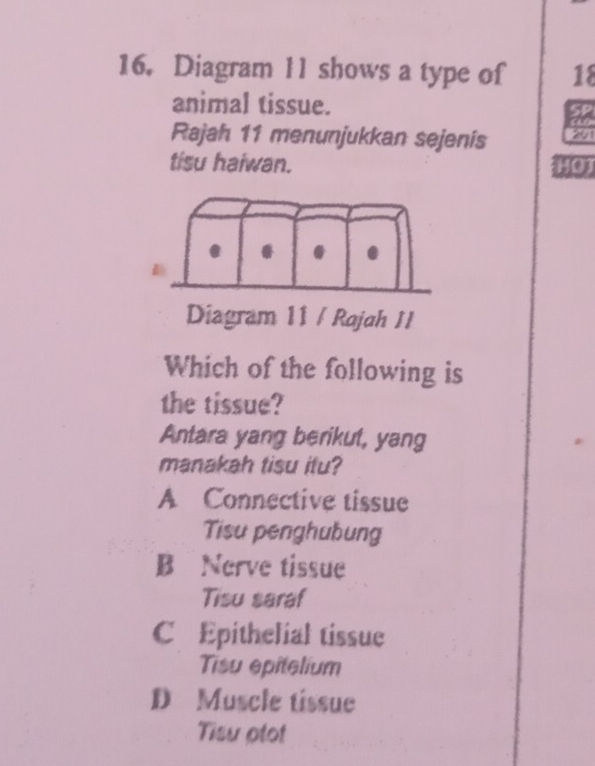 Diagram 11 shows a type of 18
animal tissue. SP
“
Rajah 11 menunjukkan sejenis 201
tisu haiwan. HQT
Diagram 11 / Rajah II
Which of the following is
the tissue?
Antara yang berikut, yang
manakah tisu itu?
A Connective tissue
Tisu penghubung
B Nerve tissue
Tisu saraf
C Epithelial tissue
Tisu epitelium
D Muscle tissue
Tisu ptot