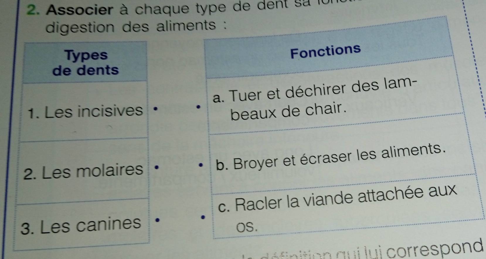 Associer à chaque type de dent sa là 
digestion des alim 

Iio q lui correspon