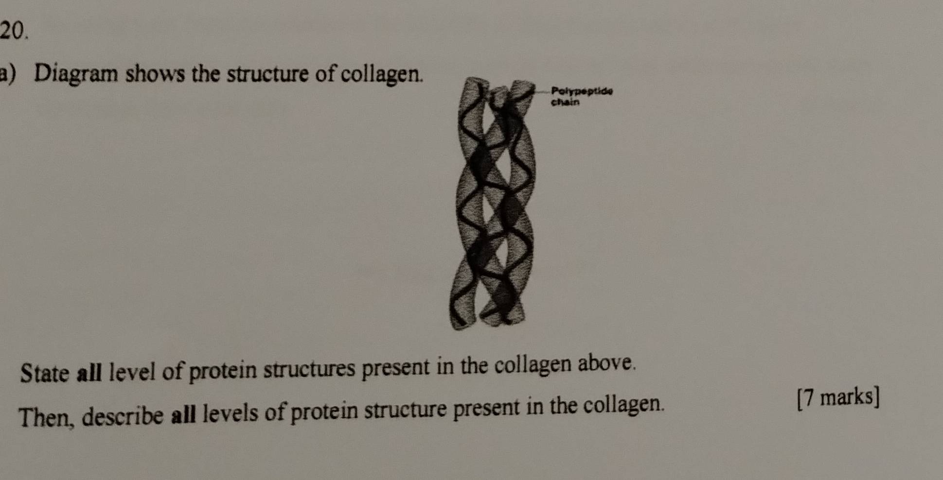 Diagram shows the structure of collagen. 
State all level of protein structures present in the collagen above. 
Then, describe all levels of protein structure present in the collagen. 
[7 marks]