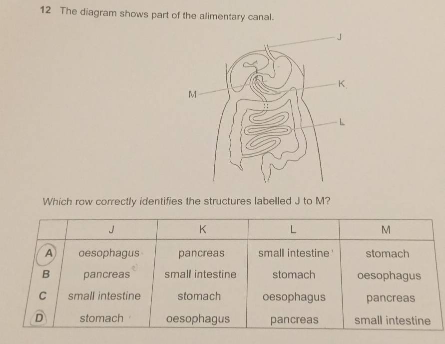 The diagram shows part of the alimentary canal. 
Which row correctly identifies the structures labelled J to M?