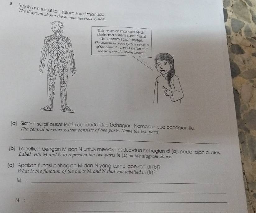 Rajah menunjukkan sistem saraf manusia. 
The diagram shows the humanervous system. 
Sistem saraf manusia terdirl 
daripada sistem saraf pusat 
dan sistem saraf perifer. 
The human nervous system consists 
of the central nervous system and 
the peripheral nervous system. 
(a) Sistem saraf pusat terdiri daripada dua bahagian. Namakan dua bahagian itu. 
The central nervous system consists of two parts. Name the two parts. 
_ 
(b) Labelkan dengan M dan N untuk mewakili kedua-dua bahagian di (a), pada rajah di atas. 
Label with M and N to represent the two parts in (2) on the diagram above. 
(c) Apakah fungsi bahagian M dan N yang kamu labelkan di (b) ? 
What is the function of the parts M and N that you labelled in (b)?
M :_ 
_ 
N :_ 
_