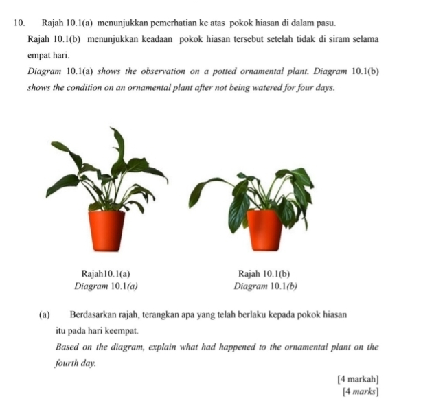 Rajah 10.1(a) menunjukkan pemerhatian ke atas pokok hiasan di dalam pasu. 
Rajah 10.1(b) menunjukkan keadaan pokok hiasan tersebut setelah tidak di siram selama 
empat hari. 
Diagram 10.1(a) shows the observation on a potted ornamental plant. Diagram 10.1(b) 
shows the condition on an ornamental plant after not being watered for four days. 
(a) Berdasarkan rajah, terangkan apa yang telah berlaku kepada pokok hiasan 
itu pada hari keempat. 
Based on the diagram, explain what had happened to the ornamental plant on the 
fourth day. 
[4 markah] 
[4 marks]