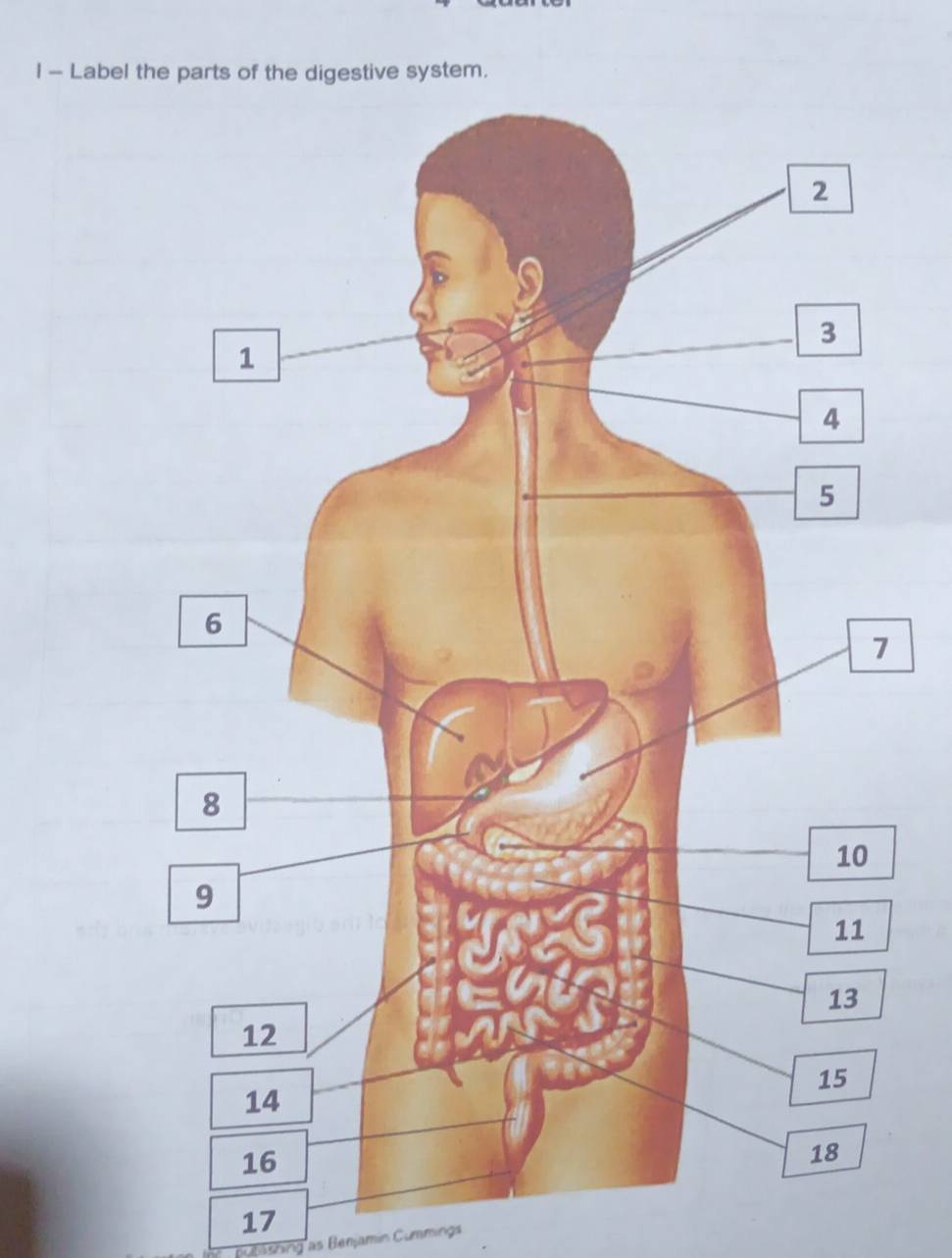 Label the parts of the digestive system. 
17 
hng as Benjamín Cummings