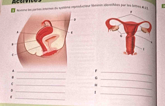 Activite 
les parties internes du système reproducteur féminin identifiées par les lettres à 
_A 
_F 
_B 
_G 
_c 
_H 
_D 
_I 
E 
_