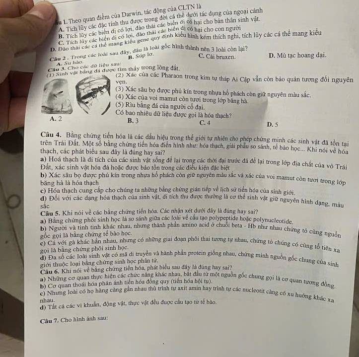 Ấu 1. Theo quan điễm của Darwin, tác động của CLTN là
A. Tích lũy các đặc tính thu được trong đời cá thể dưới tác dụng của ngoại cảnh
B. Tích luy các biển đị có lợi, đào thái các biển di cổ hại cho bản thân sinh vật.
C. Tích luy các biến dị có lới, đào thái các biến dị cổ hại cho con người
D. Đảo thái cá các biể mang kiểu gene quy định kiểu hình kêm thích nghị, tích lũy các cá thể mang kiểu
Câu 2 . Trong các loài sau đây, đầu là loài gốc hình thành nên 3 loài còn lại?
B. Súp lơ. C. Cải bruxen. D. Mù tạc hoang dại.
A. Su hào
Câu 3. Cho các dữ liệu sau:
(1) Sinh vật bằng đá được tìm thấy trong lòng đất.
(2) Xác của các Pharaon trong kim tự tháp Ai Cập vẫn còn bảo quản tương đối nguyên
vẹn.
(3) Xác sâu bọ được phủ kín trong nhựa hổ phách còn giữ nguyên màu sắc.
(4) Xác của voi mamut còn tươi trong lớp băng hà
(5) Rìu bằng đá của người cổ đại.
Có bao nhiêu dữ liệu được gọi là hóa thạch?
A. 2 B. 3 C. 4 D. 5
Câu 4. Bằng chứng tiến hóa là các dầu hiệu trong thể giới tự nhiên cho phép chứng minh các sinh vật đã tồn tại
trên Trái Đất. Một số bằng chứng tiến hóa điển hình như: hóa thạch, giải phẫu so sánh, tế bảo học... Khi nói về hóa
thạch, các phát biểu sau đây là đúng hay sai?
a) Hoá thạch là di tích của các sinh vật sống để lại trong các thời đại trước đã để lại trong lớp địa chất của vỏ Trái
Đất, xác sinh vật hóa đá hoặc được bảo tồn trong các điều kiện đặc biệt
b) Xác sâu bọ được phủ kín trong nhựa hổ phách còn giữ nguyên màu sắc và xác của voi mamut còn tươi trong lớp
băng hà là hóa thạch
c) Hóa thạch cung cấp cho chúng ta những bằng chứng gián tiếp về lịch sử tiến hóa của sinh giới.
d) Đối với các dạng hóa thạch của sinh vật, di tích thu được thường là cơ thể sinh vật giữ nguyên hình dạng, màu
sắc
Câu 5. Khi nói về các bằng chứng tiền hóa. Các nhận xét dưới đây là đúng hay sai?
a) Bằng chứng phối sinh học là so sánh giữa các loài về cấu tạo polypeptide hoặc polynucleotide.
b) Người và tinh tinh khác nhau, nhưng thành phần amino acid ở chuỗi beta - Hb như nhau chứng tỏ cùng nguồn
gốc gọi là bằng chứng tế bào học.
c) Cá với gà khác hằn nhau, nhưng có những giai đoạn phôi thai tương tự nhau, chứng tỏ chúng có cùng tổ tiên xa
gọi là bằng chứng phôi sinh học.
d) Đa số các loài sinh vật có mã di truyền và hành phần protein giống nhau, chứng minh nguồn gốc chung của sinh
giới thuộc loại bằng chứng sinh học phân tử.
Câu 6. Khi nói về bằng chứng tiền hóa, phát biểu sau đây là đúng hay sai?
a) Những cơ quan thực hiện các chức năng khác nhau, bắt đầu từ một nguồn gốc chung gọi là cơ quan tương đồng
b) Cơ quan thoái hóa phản ánh tiên hóa đồng quy (tiến hóa hội tụ).
c) Nhưng loài có họ hàng càng gần nhau thù trình tự axit amin hay trình tự các nucleotit càng có xu huớng khác xa
nhau.
d) Tất cả các vi khuẩn, động vật, thực vật đều được cầu tạo từ tế bào.
Câu 7. Cho hình ảnh sau:
