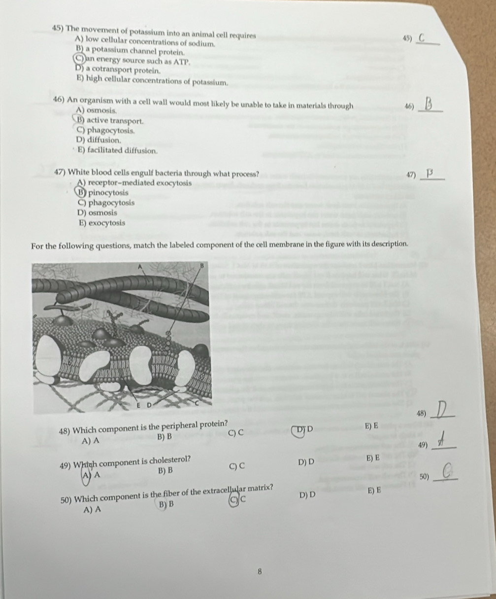 The movement of potassium into an animal cell requires
A) low cellular concentrations of sodium.
_
45) C
B) a potassium channel protein.
C) an energy source such as ATP.
D) a cotransport protein.
E) high cellular concentrations of potassium.
46) An organism with a cell wall would most likely be unable to take in materials through
A) osmosis.
46)
_
B) active transport.
C) phagocytosis.
D) diffusion.
E) facilitated diffusion.
47) White blood cells engulf bacteria through what process? 47) _β
A) receptor-mediated exocytosis
B pinocytosis
C) phagocytosis
D) osmosis
E) exocytosis
For the following questions, match the labeled component of the cell membrane in the figure with its description.
48)_
48) Which component is the peripheral protein?
A) A B) B C) C DD E) E
49)_
49) Which component is cholesterol?
A) A B) B CC D)D E) E
50)_
50) Which component is the fiber of the extracellular matrix? D)D E) E
A) A
B) B c)c
8