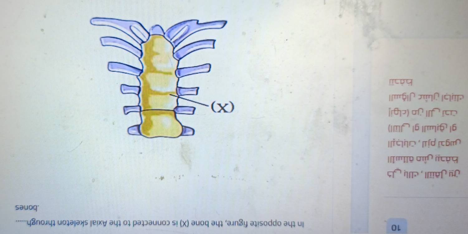 In the opposite figure, the bone (X) is connected to the Axial skeleton through......
.bones
Jy Jâiill, c
bảsy gầo äliwill
jgɔï pjɪ , いɪ
gl ğ| g| |)
Caī Jll jn (clgi!
cûb| ghức Jgml|
hà jī