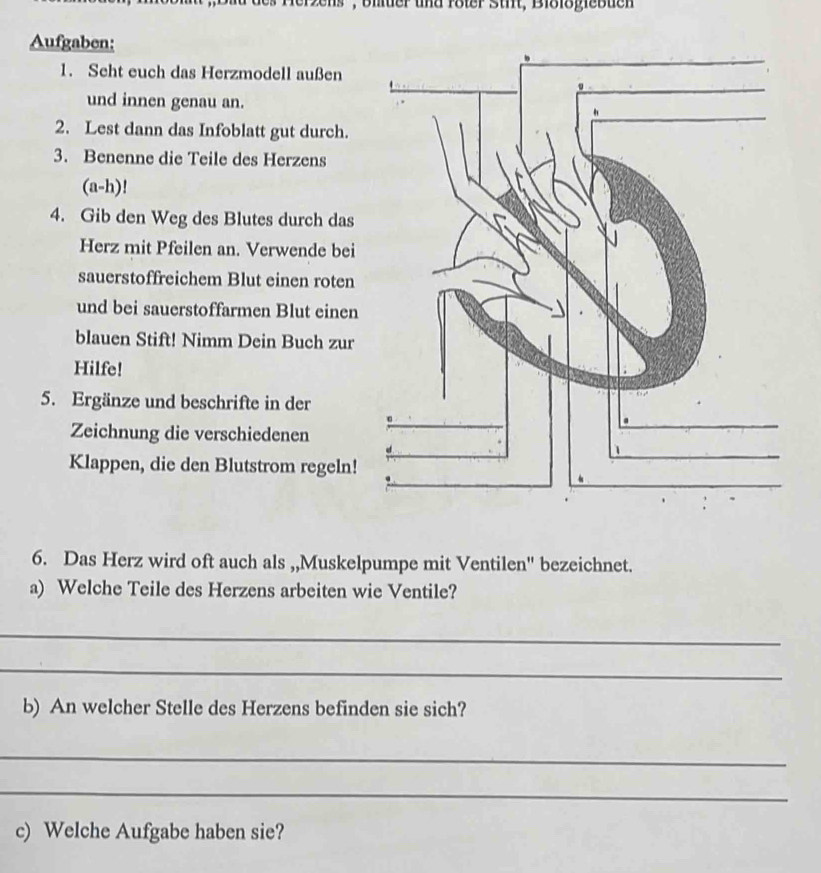 biter und roter stt, Biblogiebuen 
Aufgaben: 
1. Seht euch das Herzmodell außen 
und innen genau an. 
2. Lest dann das Infoblatt gut durch. 
3. Benenne die Teile des Herzens 
(a-h)! 
4. Gib den Weg des Blutes durch das 
Herz mit Pfeilen an. Verwende bei 
sauerstoffreichem Blut einen roten 
und bei sauerstoffarmen Blut einen 
blauen Stift! Nimm Dein Buch zur 
Hilfe! 
5. Ergänze und beschrifte in der 
Zeichnung die verschiedenen 
Klappen, die den Blutstrom regeln! 
6. Das Herz wird oft auch als ,,Muskelpumpe mit Ventilen'' bezeichnet. 
a) Welche Teile des Herzens arbeiten wie Ventile? 
_ 
_ 
b) An welcher Stelle des Herzens befinden sie sich? 
_ 
_ 
c) Welche Aufgabe haben sie?