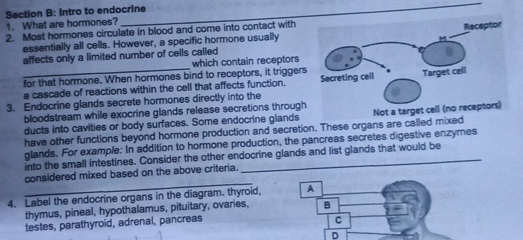 Intro to endocrine 
1. What are hormones? 
2. Most hormones circulate in blood and come into contact with 
essentially all cells. However, a specific hormone usually 
_ 
affects only a limited number of cells called 
which contain receptors 
for that hormone. When hormones bind to receptors, it triggers 
a cascade of reactions within the cell that affects function. 
3. Endocrine glands secrete hormones directly into the 
bloodstream while exocrine glands release secretions through 
ducts into cavities or body surfaces. Some endocrine glands Not a ta 
have other functions beyond hormone production and secretion. These organs are called mixed 
glands. For example: In addition to hormone production, the pancreas secretes digestive enzymes 
into the small intestines. Consider the other endocrine glands and list glands that would be 
_ 
considered mixed based on the above criteria. 
4. Label the endocrine organs in the diagram. thyroid, A 
thymus, pineal, hypothalamus, pituitary, ovaries, 
B 
testes, parathyroid, adrenal, pancreas 
C 
D