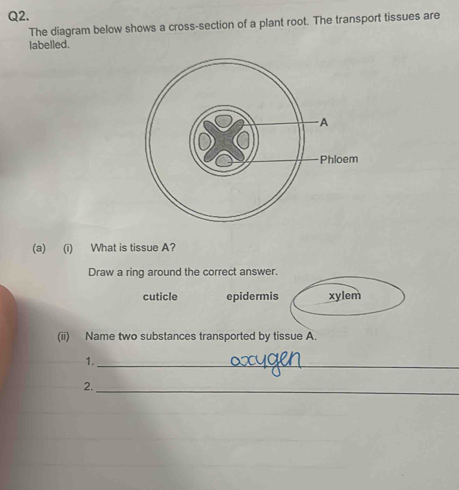 The diagram below shows a cross-section of a plant root. The transport tissues are
labelled.
(a) (i) What is tissue A?
Draw a ring around the correct answer.
cuticle epidermis
(ii) Name two substances transported by tissue A.
1._
2._