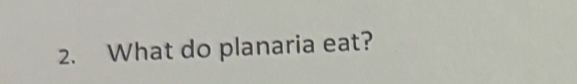 What do planaria eat?