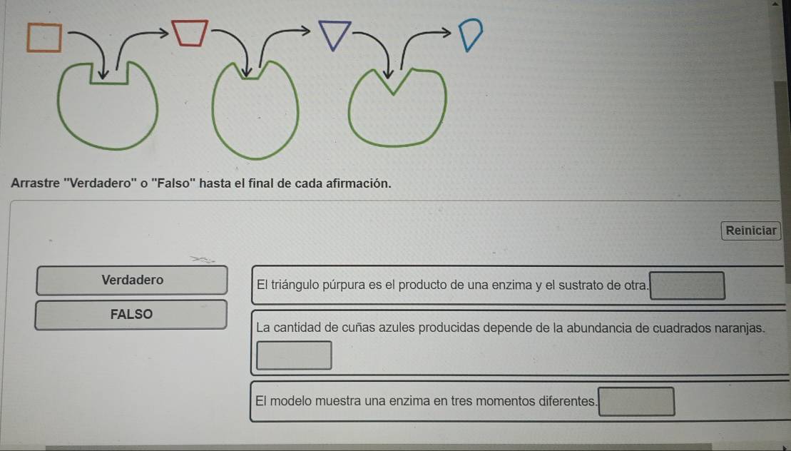 Arrastre ''Verdadero'' o ''Falso'' hasta el final de cada afirmación. 
Reiniciar 
Verdadero El triángulo púrpura es el producto de una enzima y el sustrato de otra. 
FALSO 
La cantidad de cuñas azules producidas depende de la abundancia de cuadrados naranjas. 
El modelo muestra una enzima en tres momentos diferentes