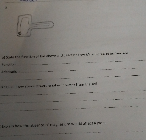 State the function of the above and describe how it's adapted to its function. 
_ 
Function 
_ 
_ 
Adaptation: 
_ 
B Explain how above structure takes in water from the soil 
_ 
_ 
Explain how the absence of magnesium would affect a plant 
_ 
_